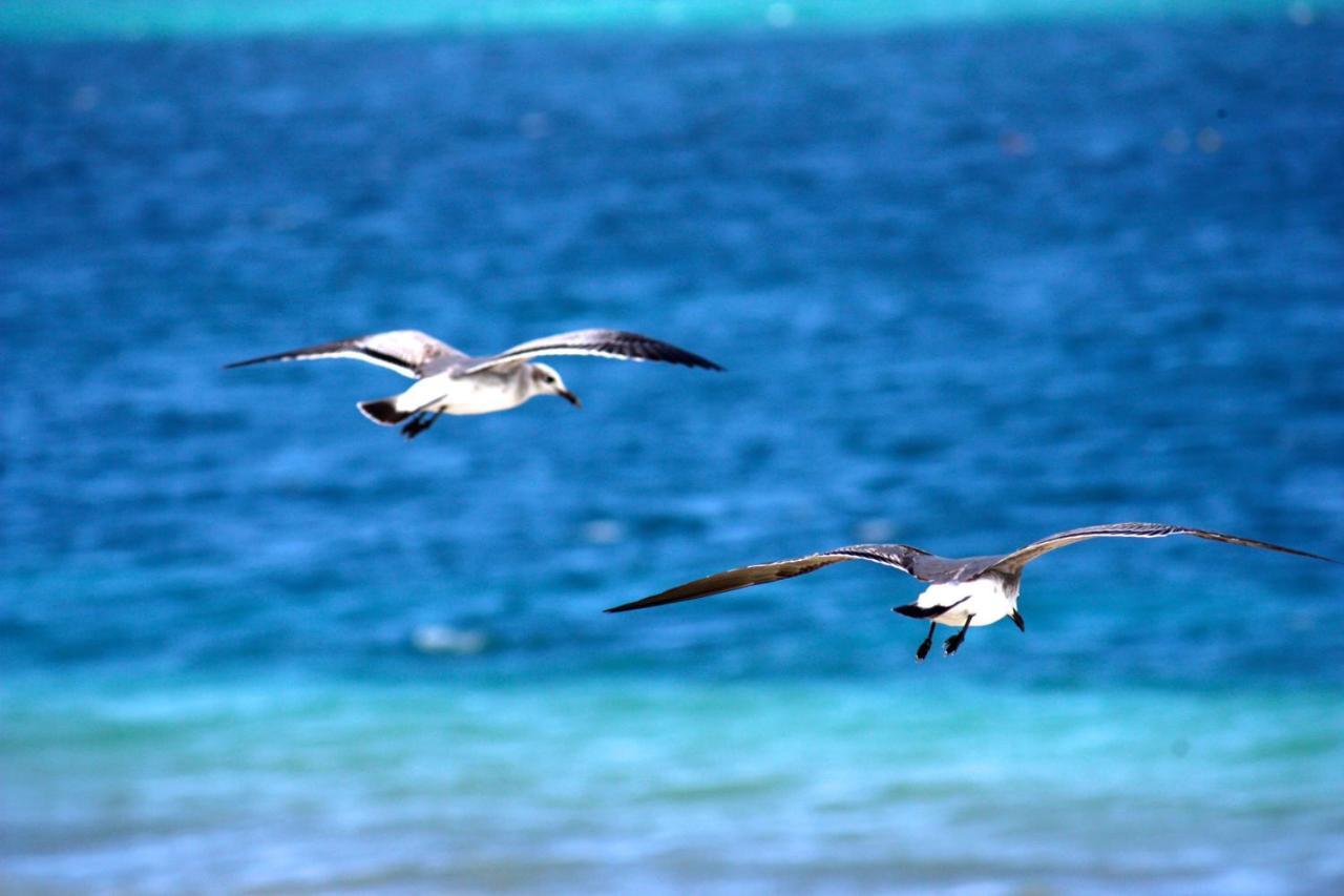 Casa Brisa Y Mar Villa Puerto Morelos Dış mekan fotoğraf